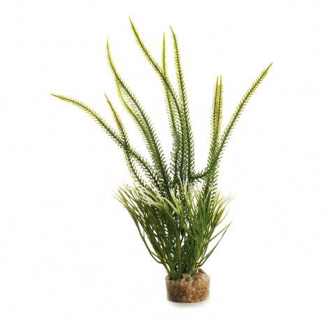 ACQUAFRIEND PIANTA MAJESTIC SMALL IN DISPLAY 26X14X7 CM